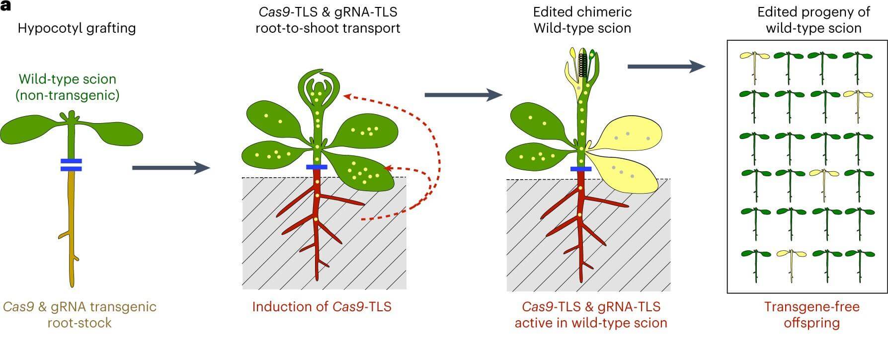 Figure 1. Scheme of CRISPR–Cas9-mediated transgene-free gene editing by grafting. (Yang, L., et al., 2023)