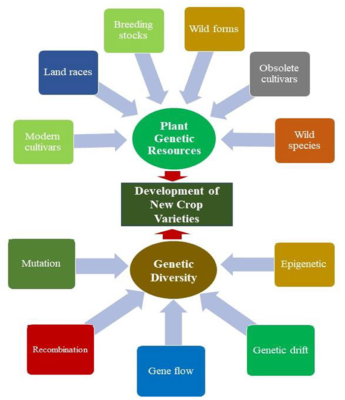 Different sources of genetic diversity and their potential utilization in developing new crop varieties.