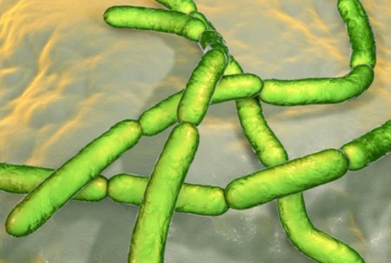 Development of Microbial Pesticide Microcapsules