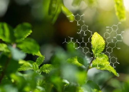 Development of Plant-derived Biopesticides