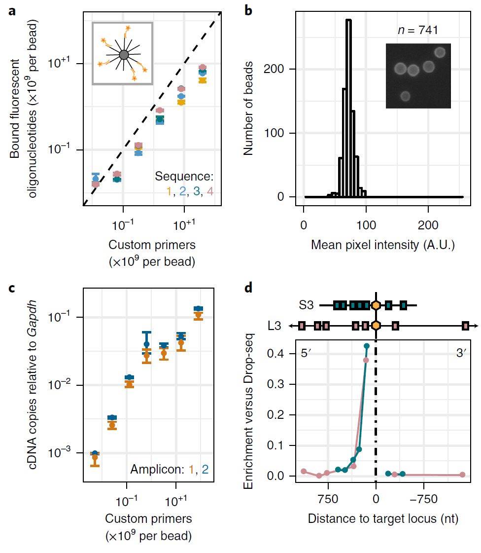 Characterization of DART-seq primer bead synthesis and comparison of DART-seq and Drop-seq. (a) Number of fluorescence probes bound per bead as a function of the number of primers per bead included in the ligation reaction (four distinct primer sequences). Schematic of fluorescence hybridization assay (inset), (b) Bead-to-bead variability in fluorescence pixel intensity. Representative fluorescence microscopy image of beads (inset). (c) cDNA copies of reovirus RNA relative to Gapdh as a function of the number of custom primers included in the ligation reaction (bulk assay). (d) Enrichment of PCR amplicons relative to Gapdh in DART-seq versus Drop-seq libraries as a function of distance to the target locus.