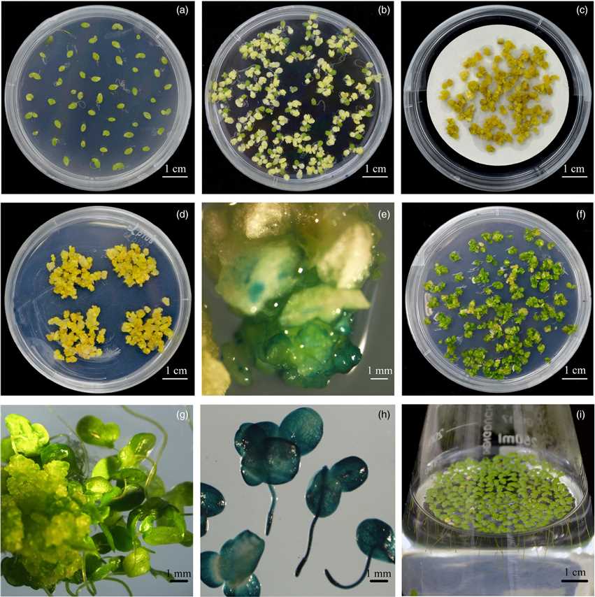 Fig. 1. Stable, efficient genetic transformation of Lemna aequinoctialis.