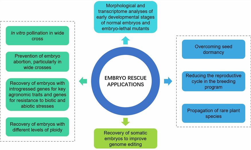 A diagrammatical representation of embryo rescue applications