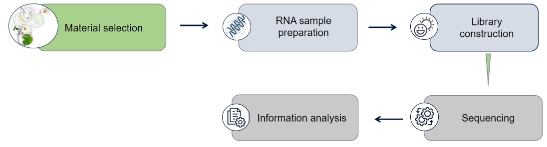 Fig.2 Process of eukaryotic transcriptome sequencing.