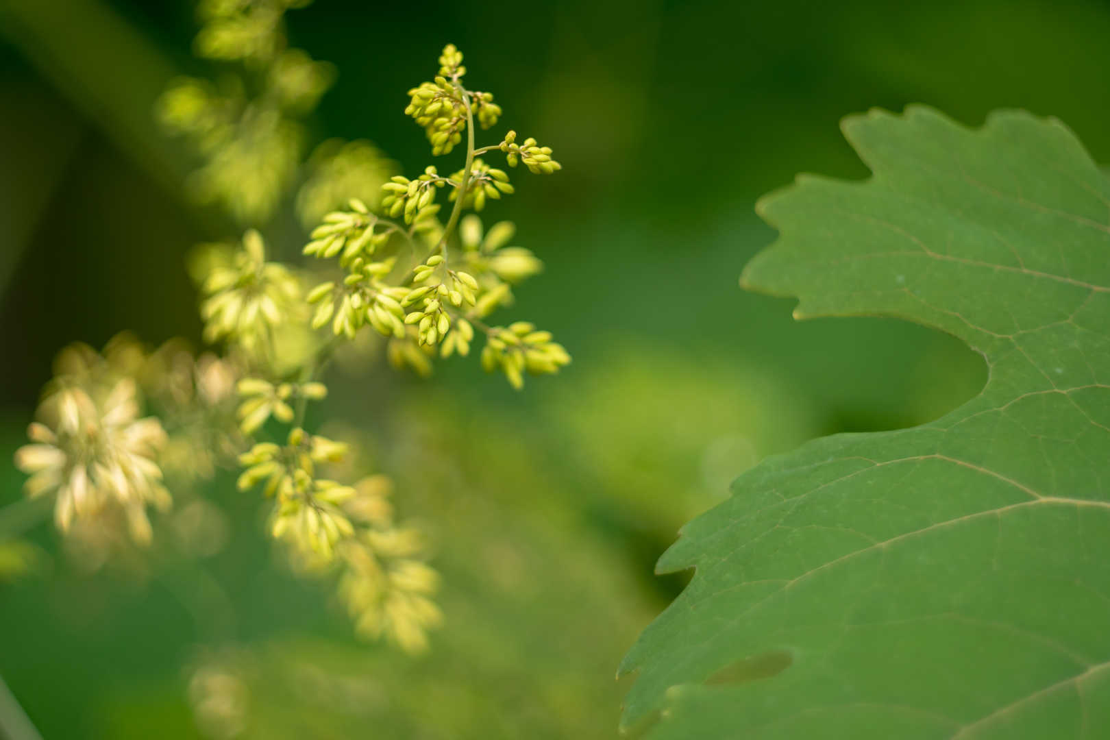 Macleaya cordata Extract and Analysis