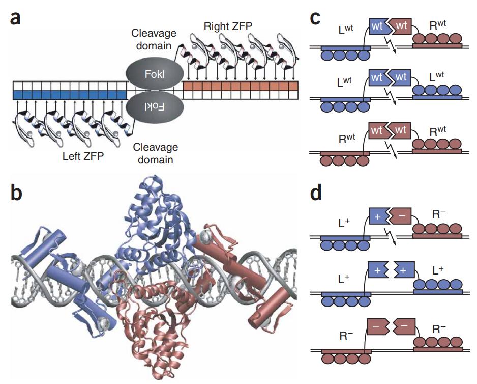 DNA recognition and cleavage by ZFNs. (Miller, et al., 2007)