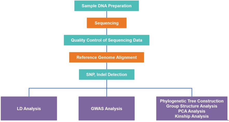 The process of GWAS