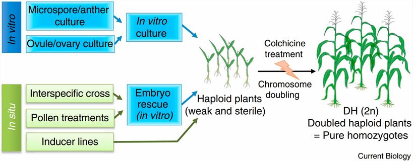 Overview of doubled haploid technology