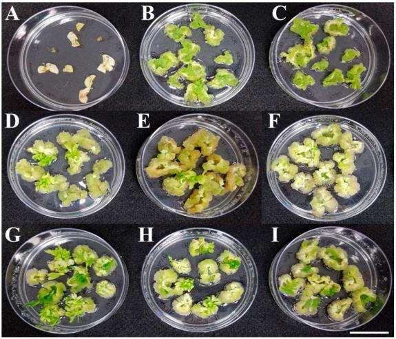 Lettuce PGR callus induction and shoot regeneration from cotyledon explants on optimized MS media