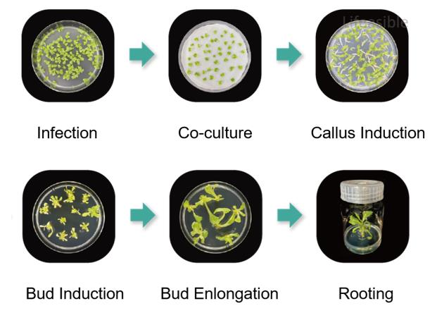Lettuce Agrobacterium-mediated transformation workflow showing infection, co-culture, callus induction, bud induction, bud elongation, and rooting stages