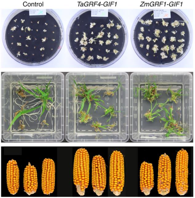 ZmGRF1-GIF1 chimera enhances maize transformation efficiency showing callus proliferation, plantlet regeneration, and fertile T0 cobs