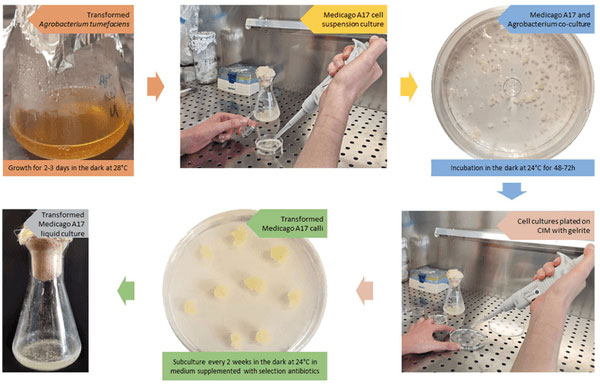 Workflow diagram of the Medicago truncatula A17 suspension culture transformation protocol showing Agrobacterium preparation, day-7 cell co-cultivation, antibiotic selection on CIM medium, callus formation, and establishment of stable liquid cultures