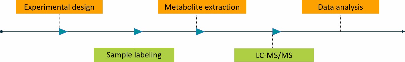 Fig.2 Our service process of metabolic flux analysis.
