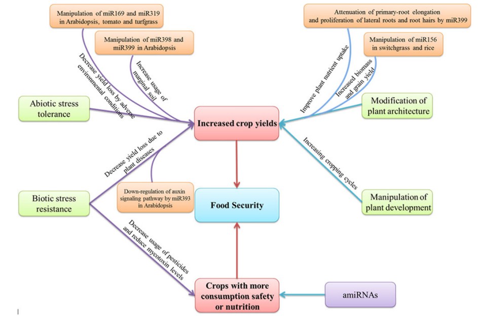 Fig. 1. Potential applications of miRNA-based gene regulation for crop improvement.