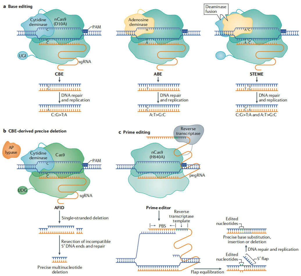 a. Base editing technologies in plants. b. The APOBEC–Cas9 fusion-induced deletion system (AFID). c. Prime editing technology.