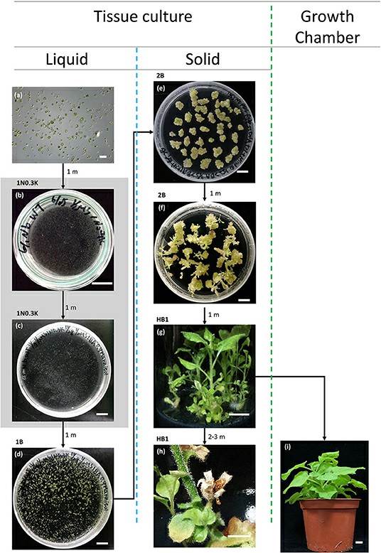 Fig. 1. Protoplast regeneration in N. benthamiana.