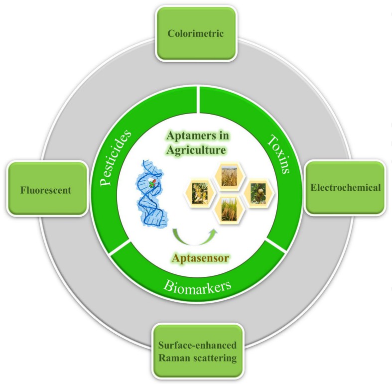 Fig. 1. Nucleic acid aptamers for pesticides, toxins, and biomarkers in agriculture.