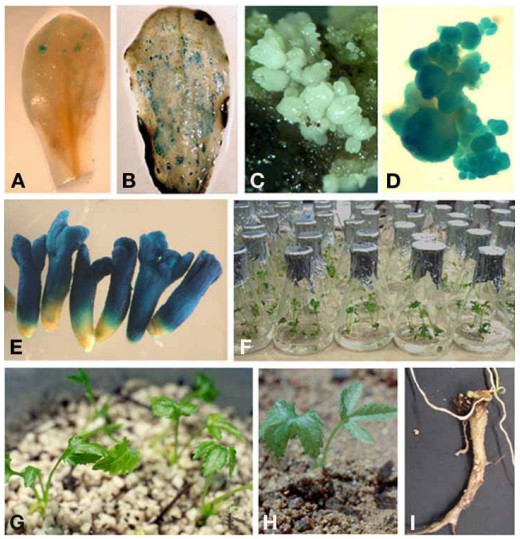 Fig. 1. Production of transgenic ginseng plants after co-cultivation of A. tumefaciens harboring pIG121 and cotyledon explants.