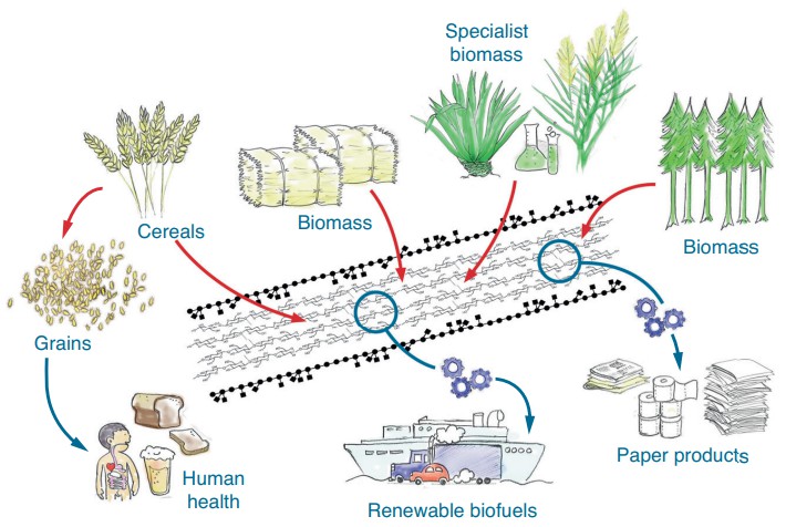 Engineering cell walls for human health and industrial applications.