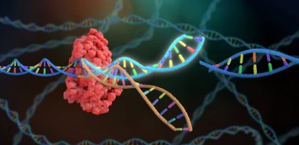 CRISPR/CAS9 Service 