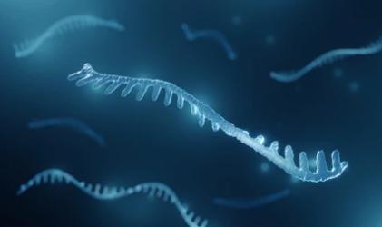 MicroRNA-Based Gene Modification