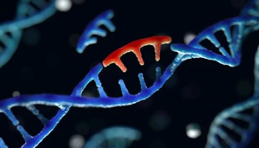 CRISPR/Cas12a Service