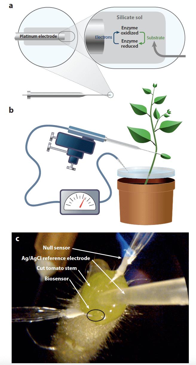 Plant Hormone Analysis