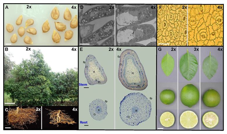 Illustration of the phenotypic differentiation between diploid (2x) and polyploid (triploid, 3x and tetraploid, 4x) citrus at the plant, organ and cellular level.