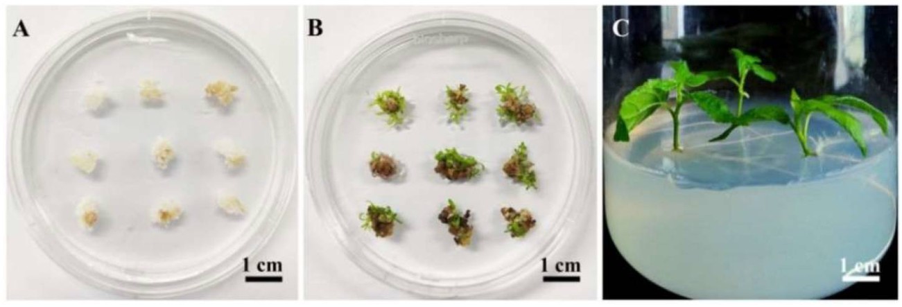 Regeneration of transgenic 84K plants using the optimized Agrobacterium-mediated transformation system based on calli.