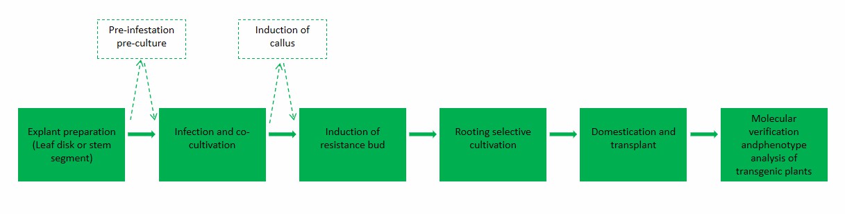 Regeneration of transgenic 84K plants using the optimized Agrobacterium-mediated transformation system based on calli.