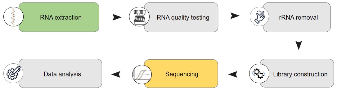 Fig.2 Process of prokaryotic transcriptome sequencing.