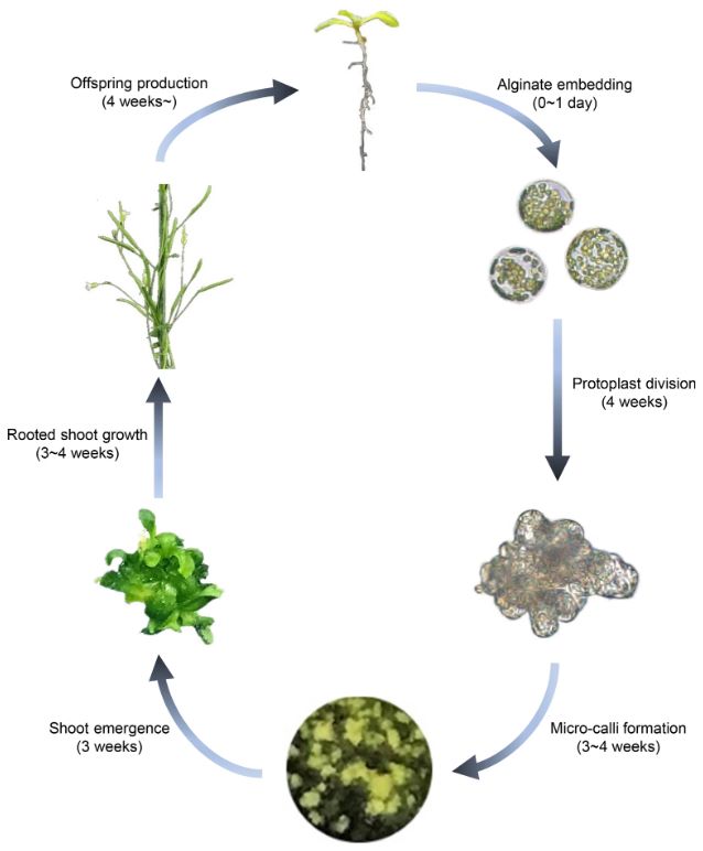 Schematic overview of the Arabidopsis protoplast regeneration process. (Jeong, Y.Y., et al., 2021)
