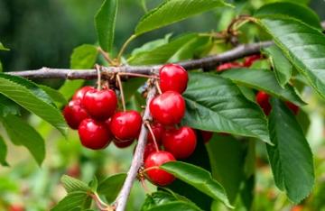 Prunus avium L. Transformation