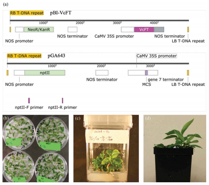 Fig. 1. Stable transformation of sweet cherry ʹSelah 1ʹ. 