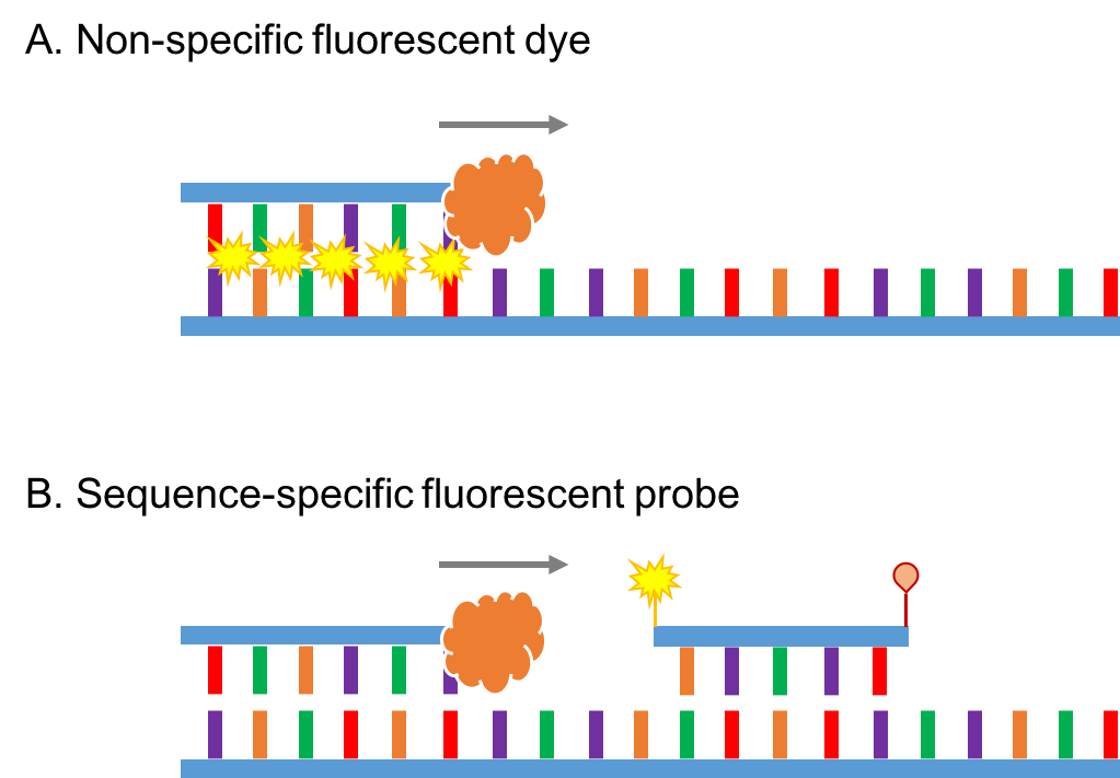 Figure 1. Comparison of two commonly used fluorescent  reporters for Real-Time PCR/qPCR.