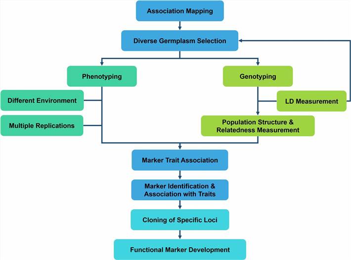 The methodology of Linkage disequilibrium (LD)-based association mapping