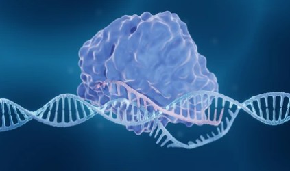 Gene Knockout Services with CRISPR/CAS9