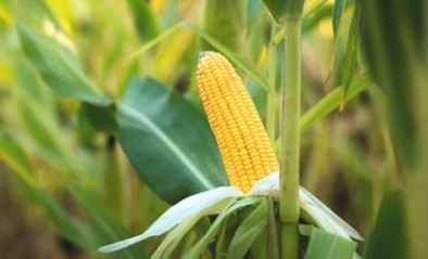 Maize Transformation