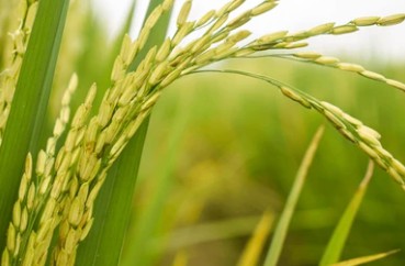 Rice Transformation