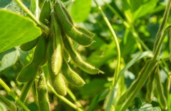 Soybean Transformation
