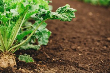 Sugarbeet Transformation