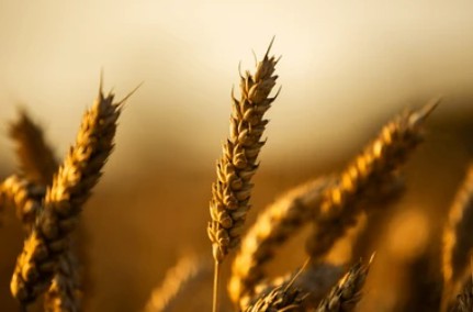 Wheat Transformation