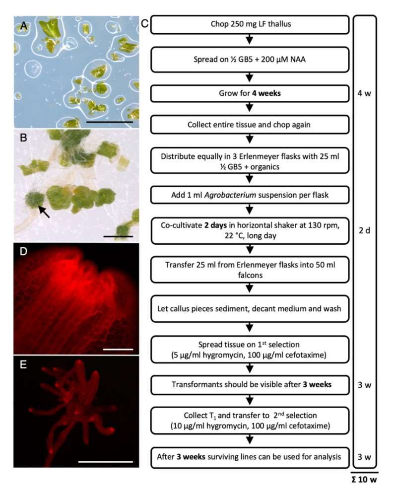 Fig. 1. Scheme of the R. fluitans 001TC transformation procedure.