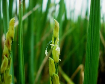 Rice anther In Vitro Culture