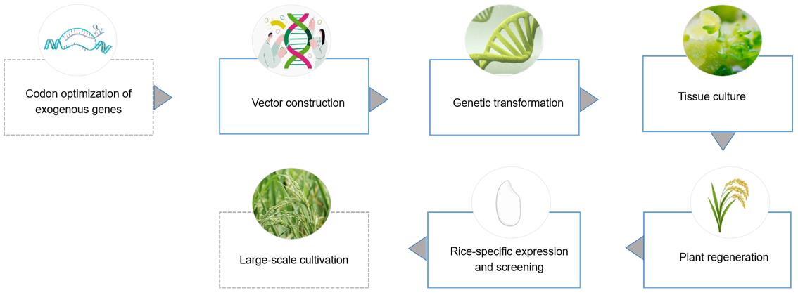 Process of recombinant protein expression.