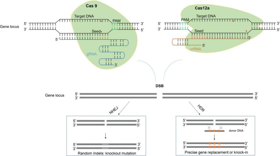 Fig. 1. Two major pathways underlying the repair of double-stranded DNA breaks induced by CRISPR/Cas.