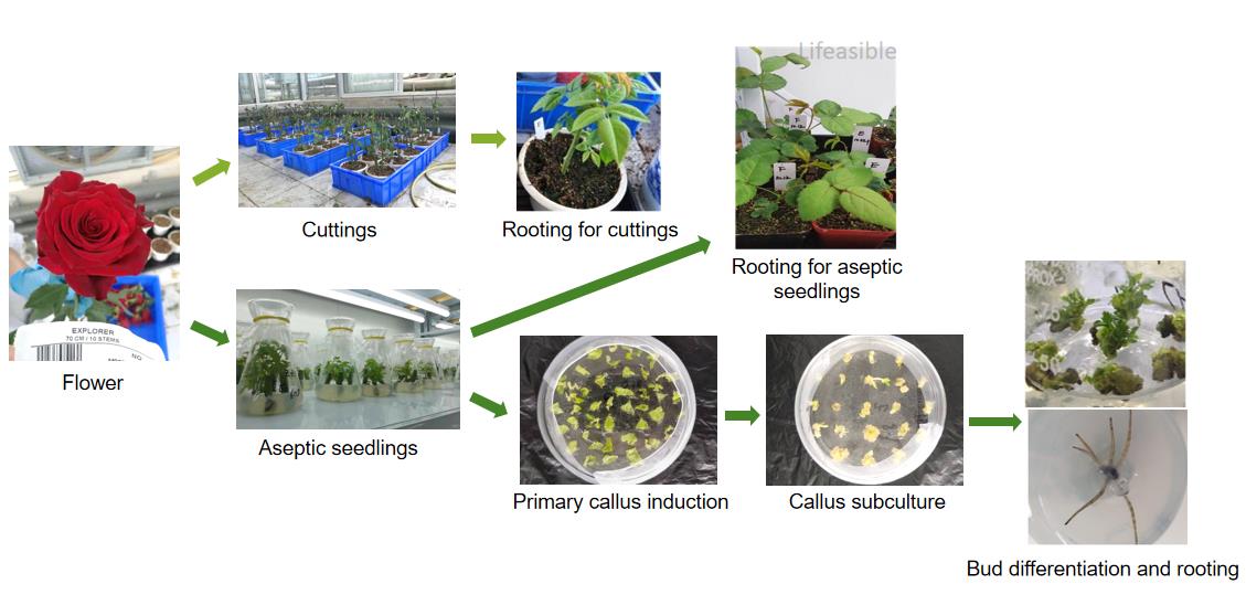 Tissue culture regeneration workflow for Rosa chinensis, showing explant preparation from flowers and cuttings, aseptic seedling establishment, primary callus induction, callus subculture, and bud differentiation with rooting.