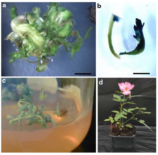 Fig. 1. Genetic transformation of RcOBType2 embryos.