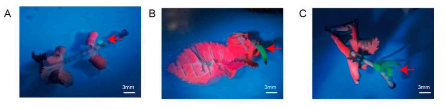 UV-light photographs showing transgenic hairy root induction in three Rosa cultivars with bright green eYGFPuv fluorescence visible in successfully transformed roots.