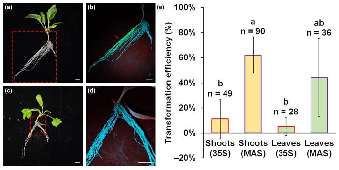 Fluorescence imaging and quantitative analysis of transgenic adventitious roots in sugar beet. Panels compare strong eGFP expression driven by the MAS promoter versus weak CaMV35S-driven expression, alongside statistical comparison of transformation efficiencies across infection sites and promoter systems.